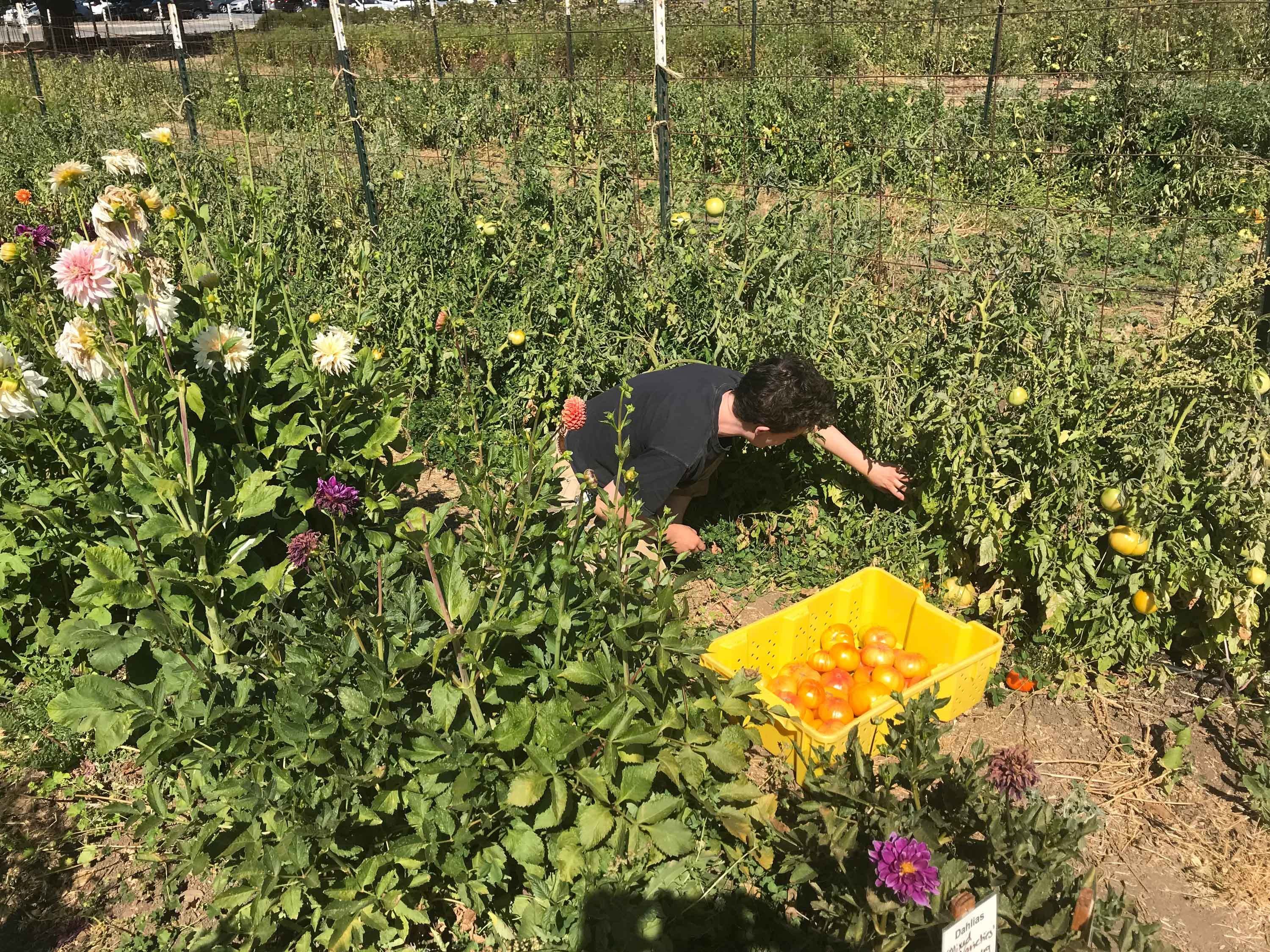 A volunteer harvesting tomatoes at the O'Donohue Family Educational Farm
