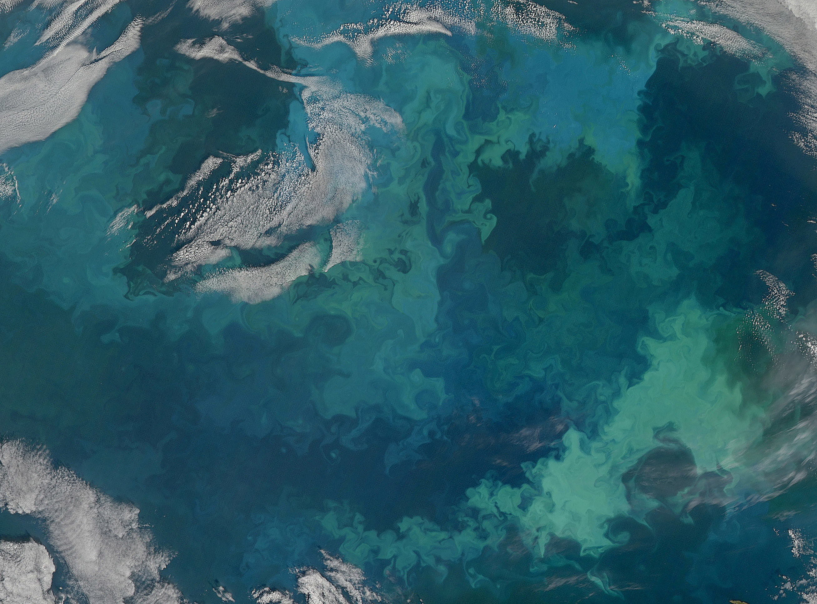 phytoplankton aerial. Photo by NASA Goddard Space Flight Center
