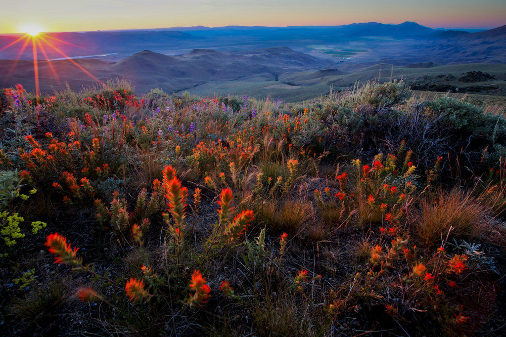 Sunrise over desert with colorful flowers in foreground
