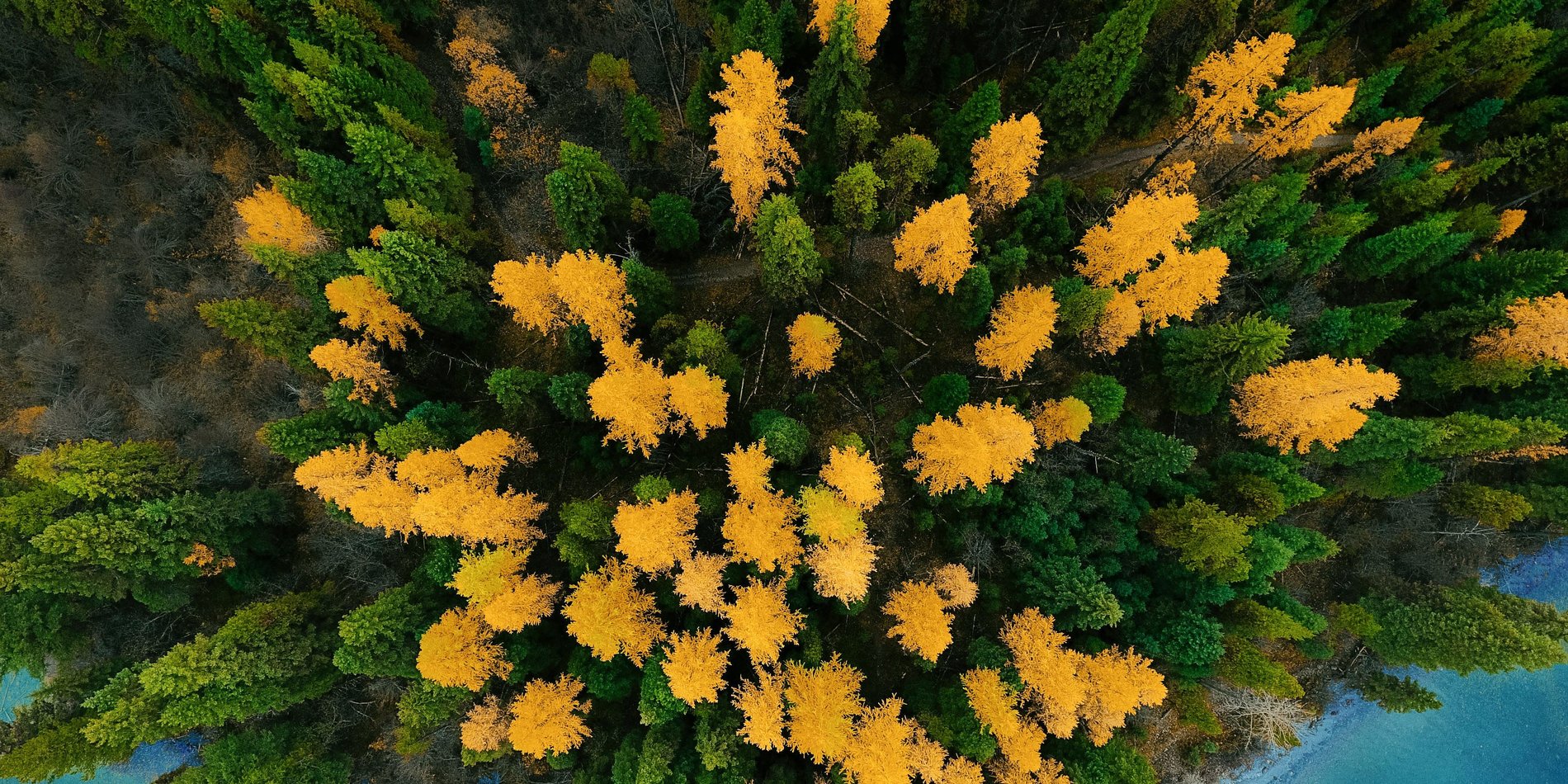 Yellow and green treetops