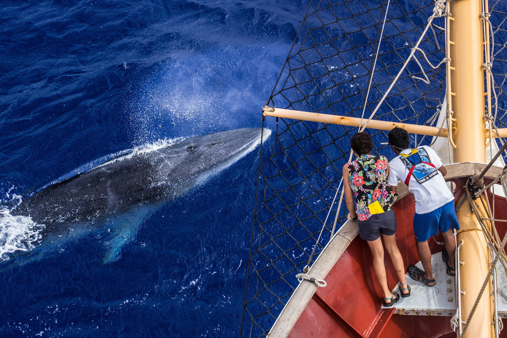 A juvenile Minke whale surfaces as two students look overboard the Stanford@Sea ship