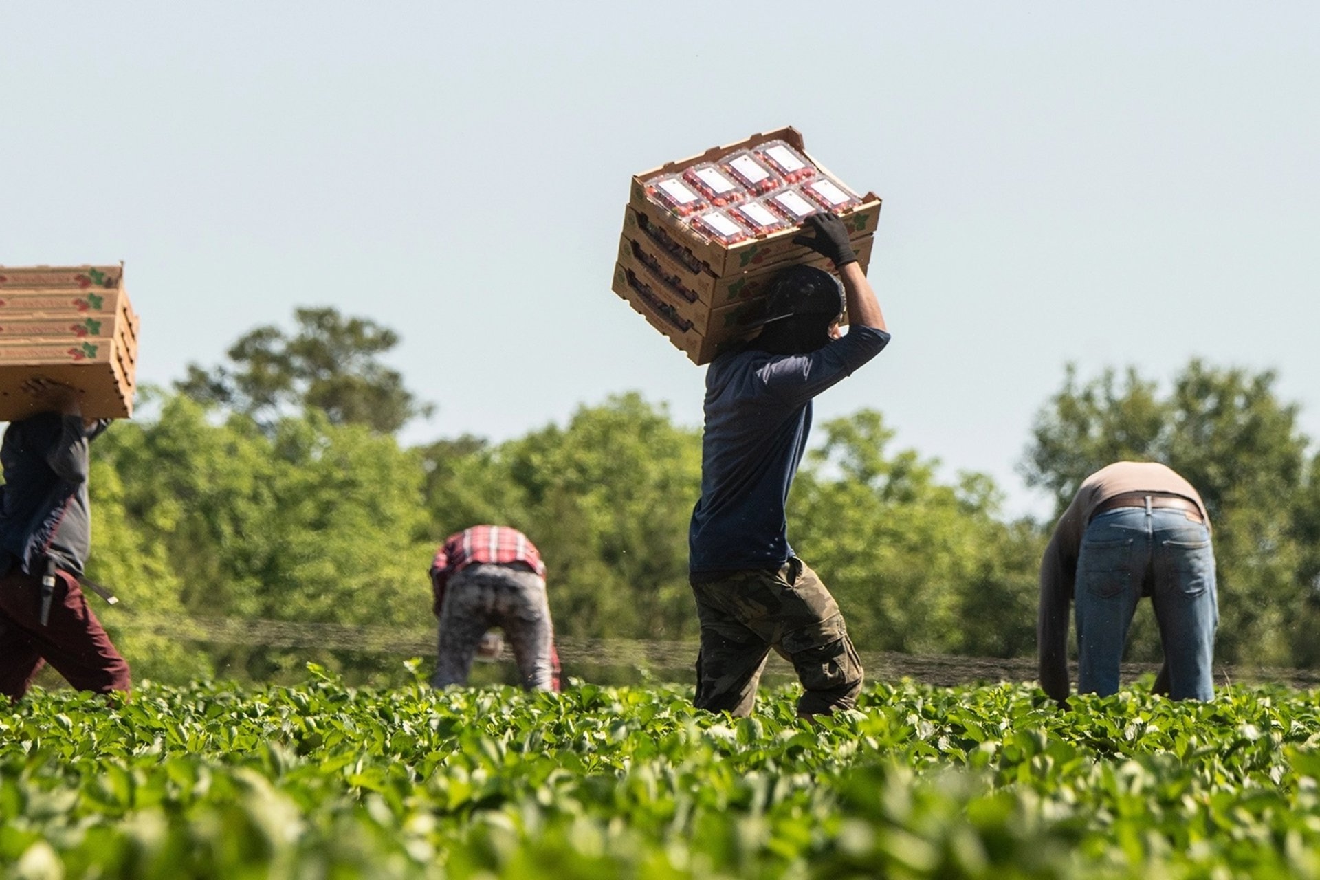 Farmworkers harvest and haul produce in a green field