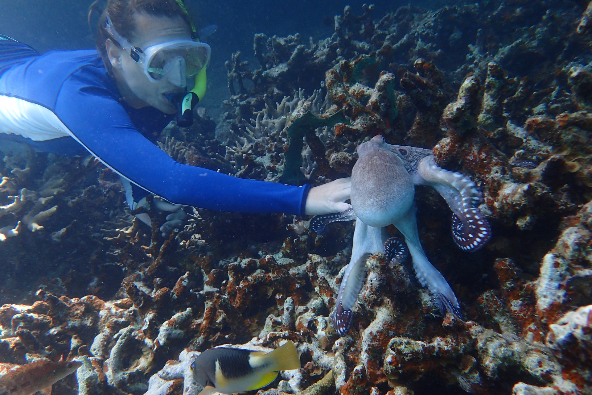 A student snorkeling and reaching towards an octopus on a coral reef
